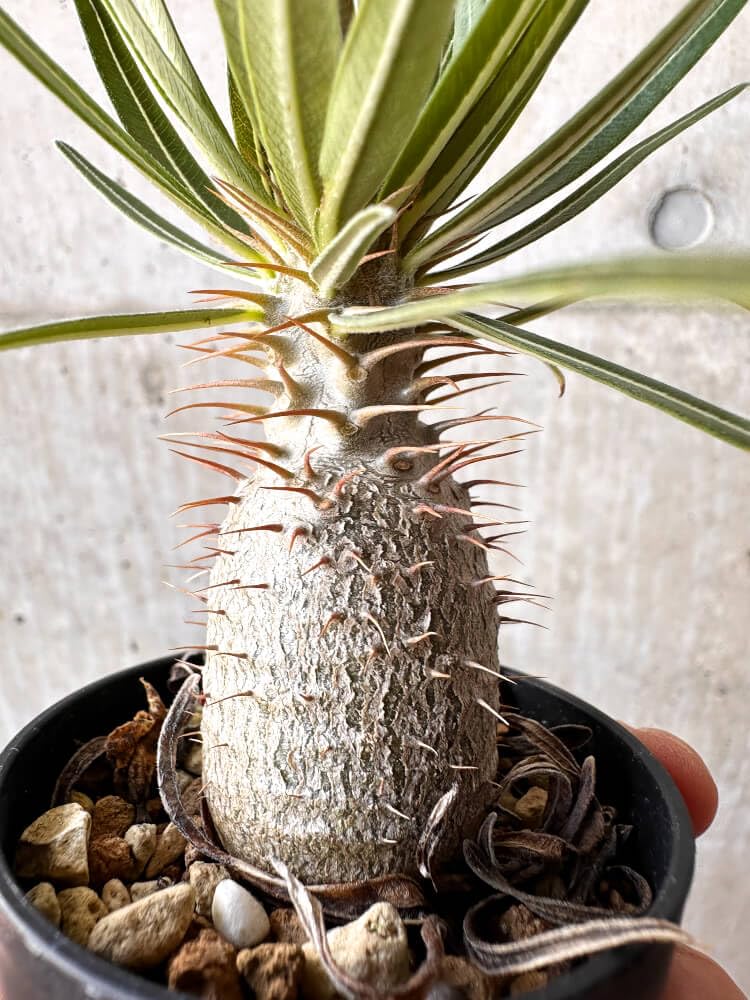 H*S様 塊根植物　パキポディウム　グラキリス パキポディウム・グラキリス | 塊根植物 | 観葉植物通販